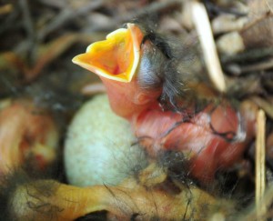 DSC_1014Birds-Hatching