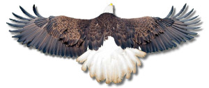 eagleclipped2