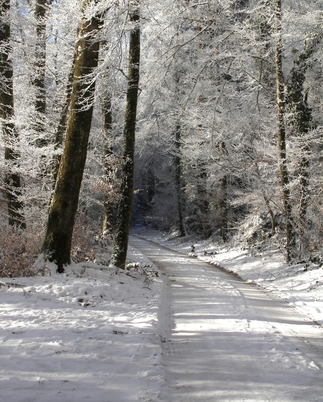 471409527_10234790621243691_1077904932043292466_n snowy path in the forest