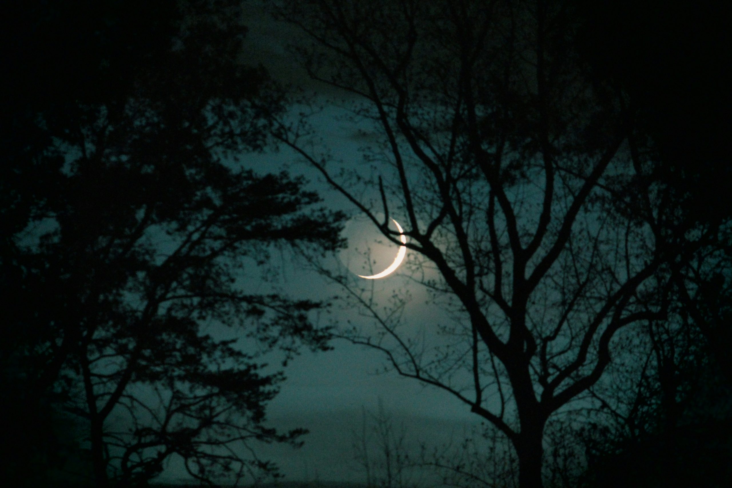 moon peeking through trees at night